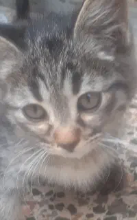 واگذاری بچه گربه