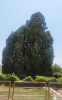 کود اورگانیک