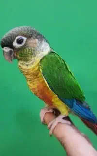 گرینچیک گمشده