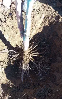 باغبانی هرس سم پاشی جابجایی نهال و کاشت