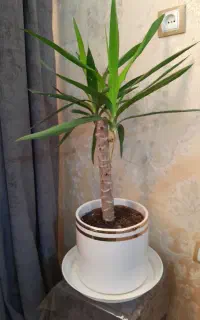 گل و گیاه