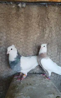 نرماده اماده