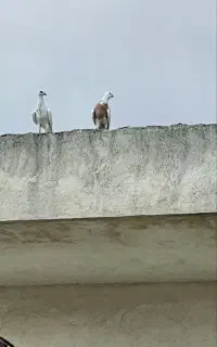 کبوتر