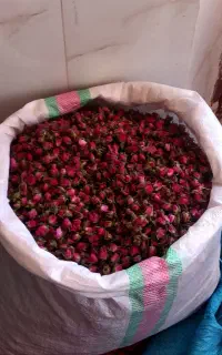 غنچه درجه یک لاله زار