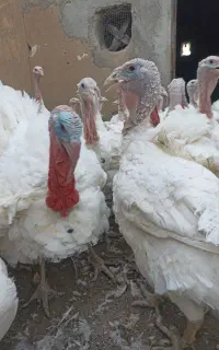 بوقلمون گوشتی