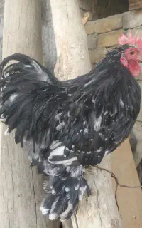 خروس کوشین بالغ