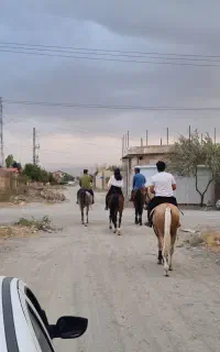 نگهداری اسب