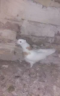 کلفه بالا