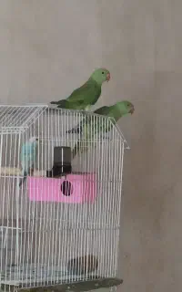 یک جفت جوجه طوطی ملنگو