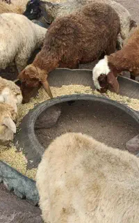 فروش تعدادی بره و بزغاله