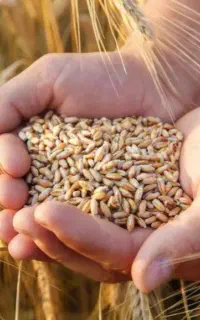 گندم بذری امریکایی