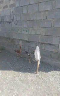 ماده مرغ و جوجه