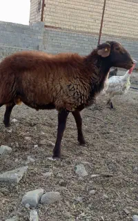 بره ژن دارهمو