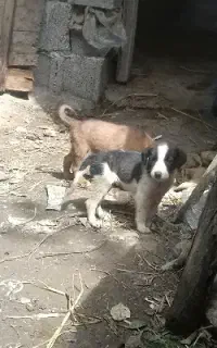 سگ شکاری