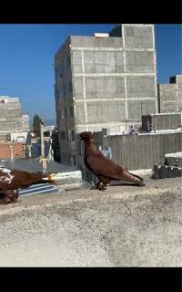 کبوتر ککیلی فیلی قره گوز