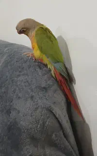 گرینجیک گمشده
