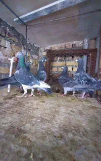 ۰9915134903