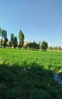 یونجه خرمنکوب شده