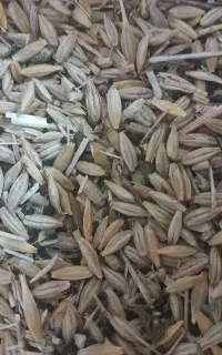 جو محلی