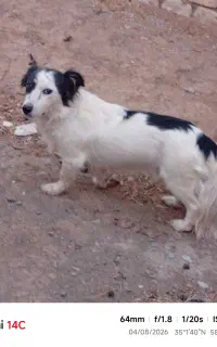 حیوان خانگی