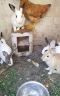 خرگوش