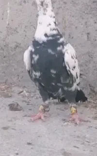 ماده سینه سلیمانی شب بازی