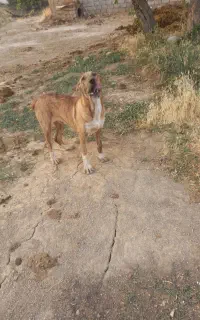 توله افغان