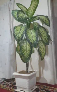 گل دیفن باخیا