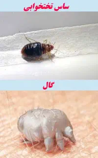سم پاشی ساس کنه گال سمپاشی سوسک