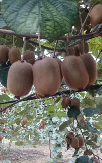 کیوی درشت وکله باغ بالای150گرم خوشرنگ