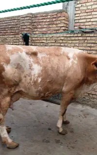 گاو‌ابست‌داخل‌۹‌ماه