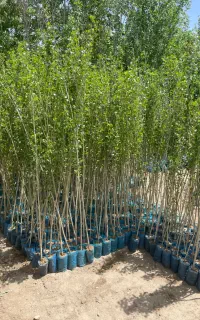 فروش نهال صنوبر نیگرا فرصتی مناسب برای باغداران