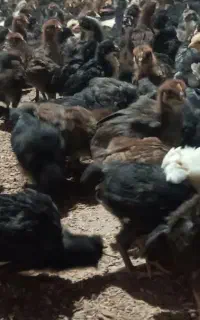 جوجه مرغ کاکل دار بلک استار ۲۵روزه