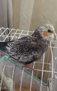 راهنمایی