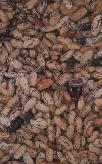 فروش پاچه باقلا