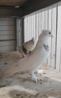 کبوتر دوکت و سرور و سفید پاک