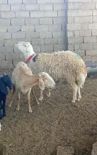 بره قوچ پلنگی