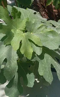 نهال توت انجیر گارمزنگی