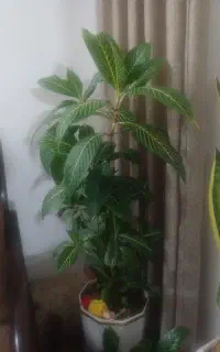 گل آپارتمانی سانچزیا