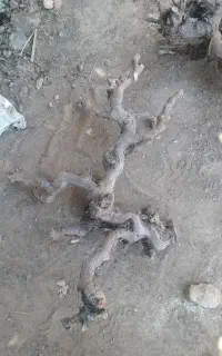 چوب و کنده انگور. تزئینات
