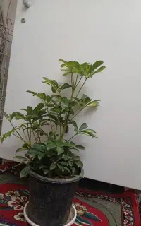 گل شفلرا