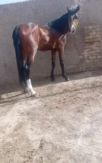 یه کره نریان خوب