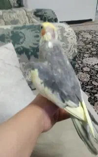 عروس هلندی گمشده