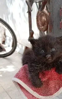 بچه گربه