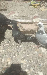 کبوتر