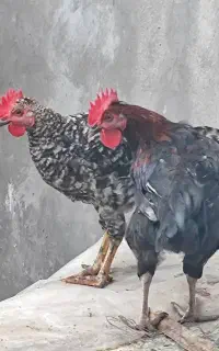 فروش خروس تازه بالغ شده