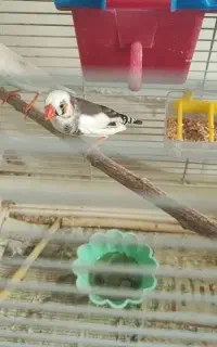 فنچ بدون قفس