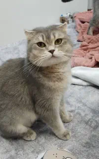 گربه اسکاتیش ماده