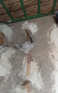 کفتر