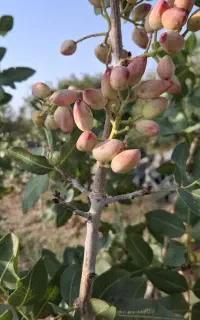 هرس پسته